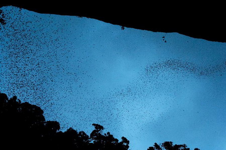 300万只蝙蝠傍晚集体飞出的场面，堪称世界奇观