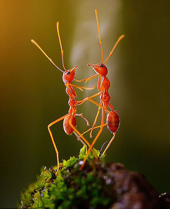 印尼摄影师抓拍小蚂蚁跳双人舞组图