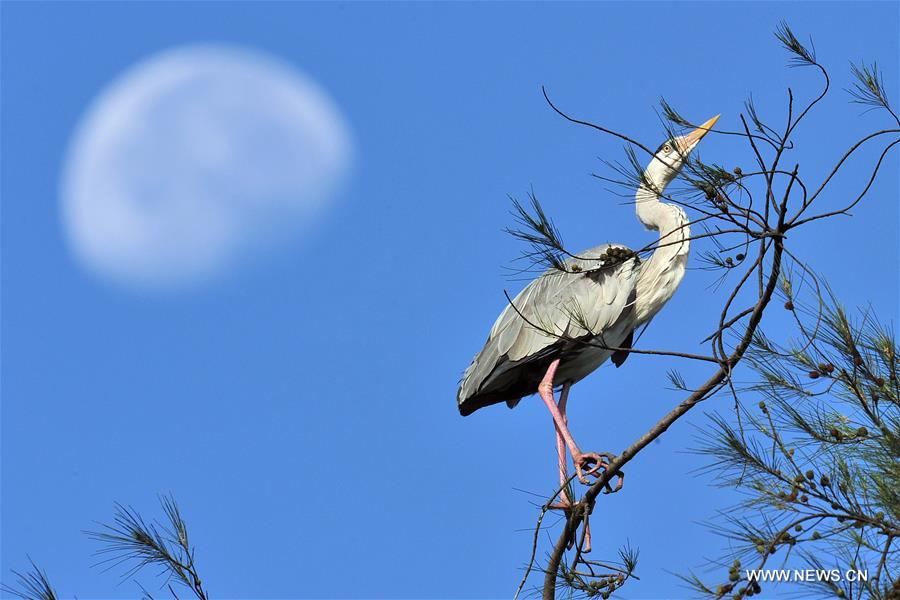 In Singapore, wild animals can still be found in the city centre or suburb in despite of its rapid economic development and urbanization since Singapore's independence in 1965.