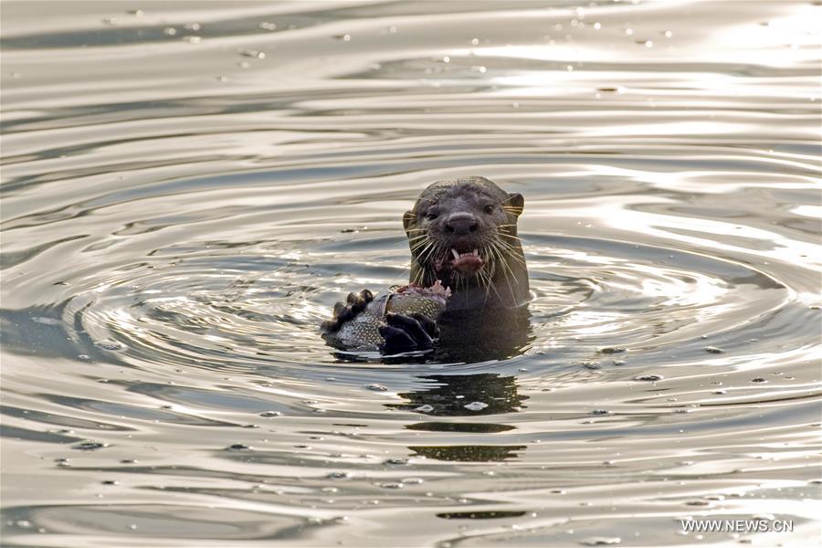 In Singapore, wild animals can still be found in the city centre or suburb in despite of its rapid economic development and urbanization since Singapore's independence in 1965.