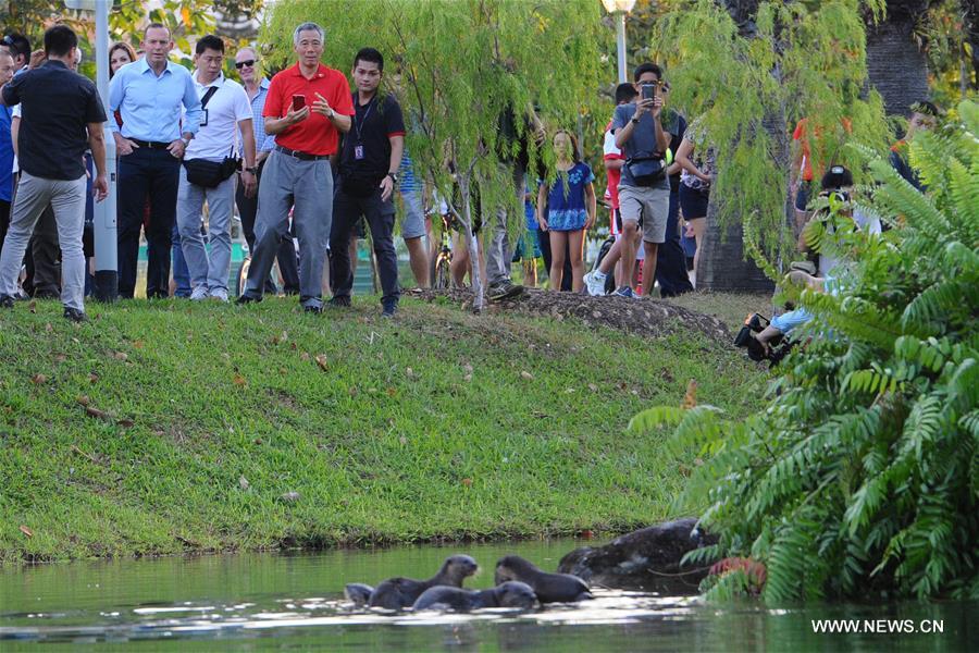 In Singapore, wild animals can still be found in the city centre or suburb in despite of its rapid economic development and urbanization since Singapore's independence in 1965.