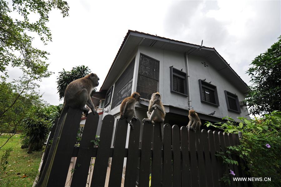 In Singapore, wild animals can still be found in the city centre or suburb in despite of its rapid economic development and urbanization since Singapore's independence in 1965.