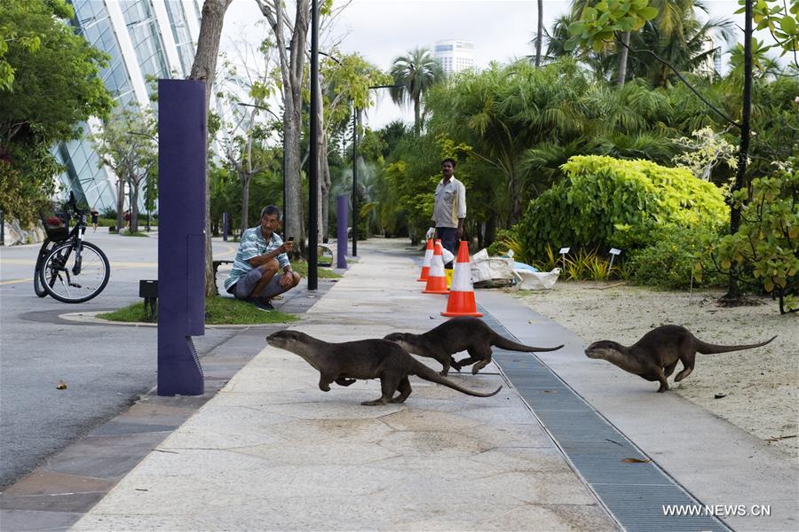 In Singapore, wild animals can still be found in the city centre or suburb in despite of its rapid economic development and urbanization since Singapore's independence in 1965.