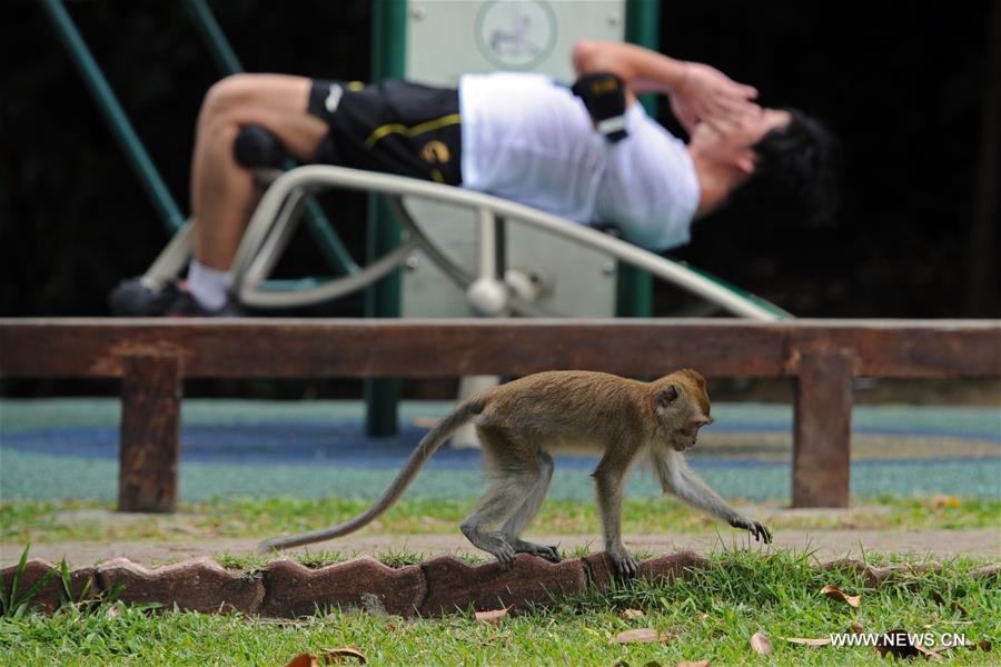 In Singapore, wild animals can still be found in the city centre or suburb in despite of its rapid economic development and urbanization since Singapore's independence in 1965.