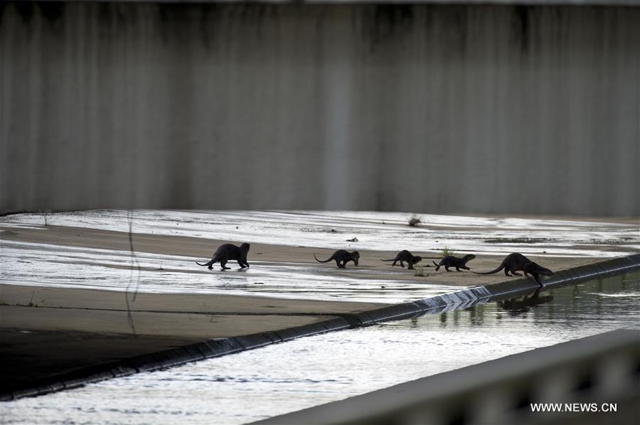 In Singapore, wild animals can still be found in the city centre or suburb in despite of its rapid economic development and urbanization since Singapore's independence in 1965.