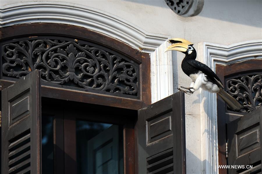 In Singapore, wild animals can still be found in the city centre or suburb in despite of its rapid economic development and urbanization since Singapore's independence in 1965.