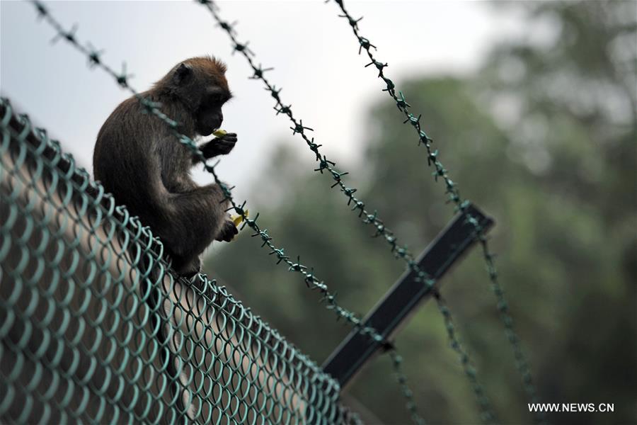 In Singapore, wild animals can still be found in the city centre or suburb in despite of its rapid economic development and urbanization since Singapore's independence in 1965.