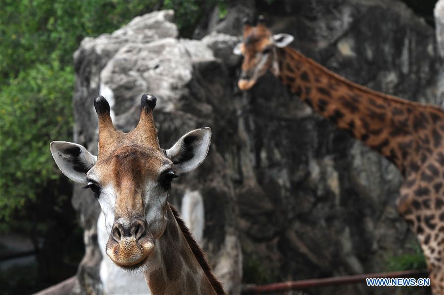  Discover the Magic of Maui Petting Zoo: An Unforgettable Family Adventure