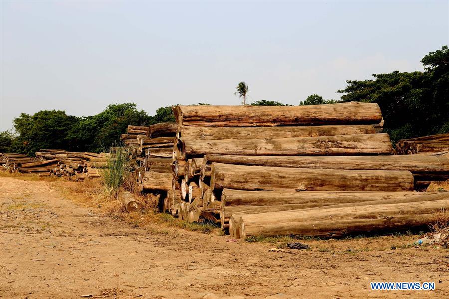 Photo taken on May 3, 2016 shows a pile of logs in Yangon, Myanmar. Myanmar will stop teak wood production and reduce logging of hardwood this year due to severe deforestation, official media reported. Photo taken on May 3, 2016 shows a pile of logs in Yangon, Myanmar. Myanmar will stop teak wood production and reduce logging of hardwood this year due to severe deforestation, official media reported.