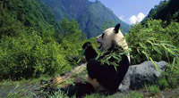 Sichuan Giant Panda Sanctuaries-Wolong, Mt. Siguniang and Jiajin Mountains