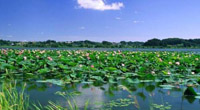 Lake Baiyandian