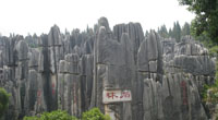 Stone Forest